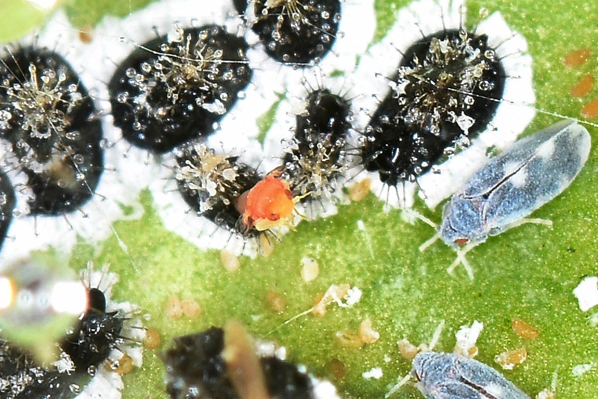 Aleyrodidae: Aleurocanthus spiniferus?  S, con stadi giovanili da det.